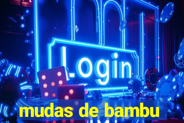mudas de bambu