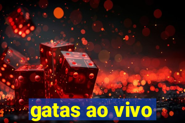 gatas ao vivo