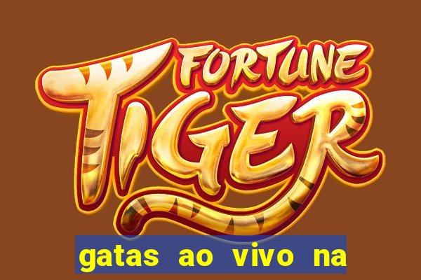 gatas ao vivo na web cam