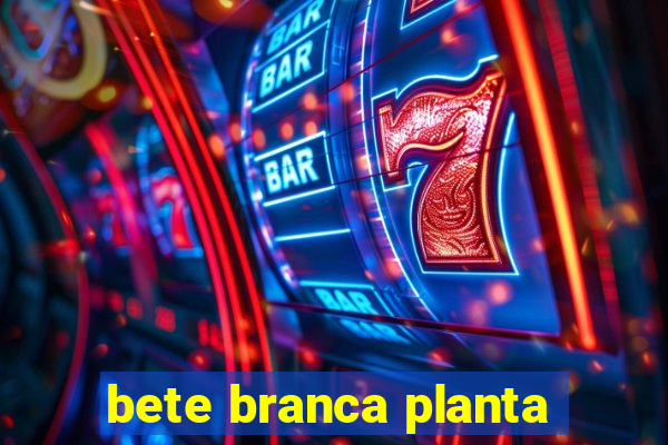 bete branca planta
