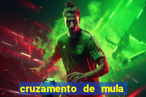 cruzamento de mula com cavalo